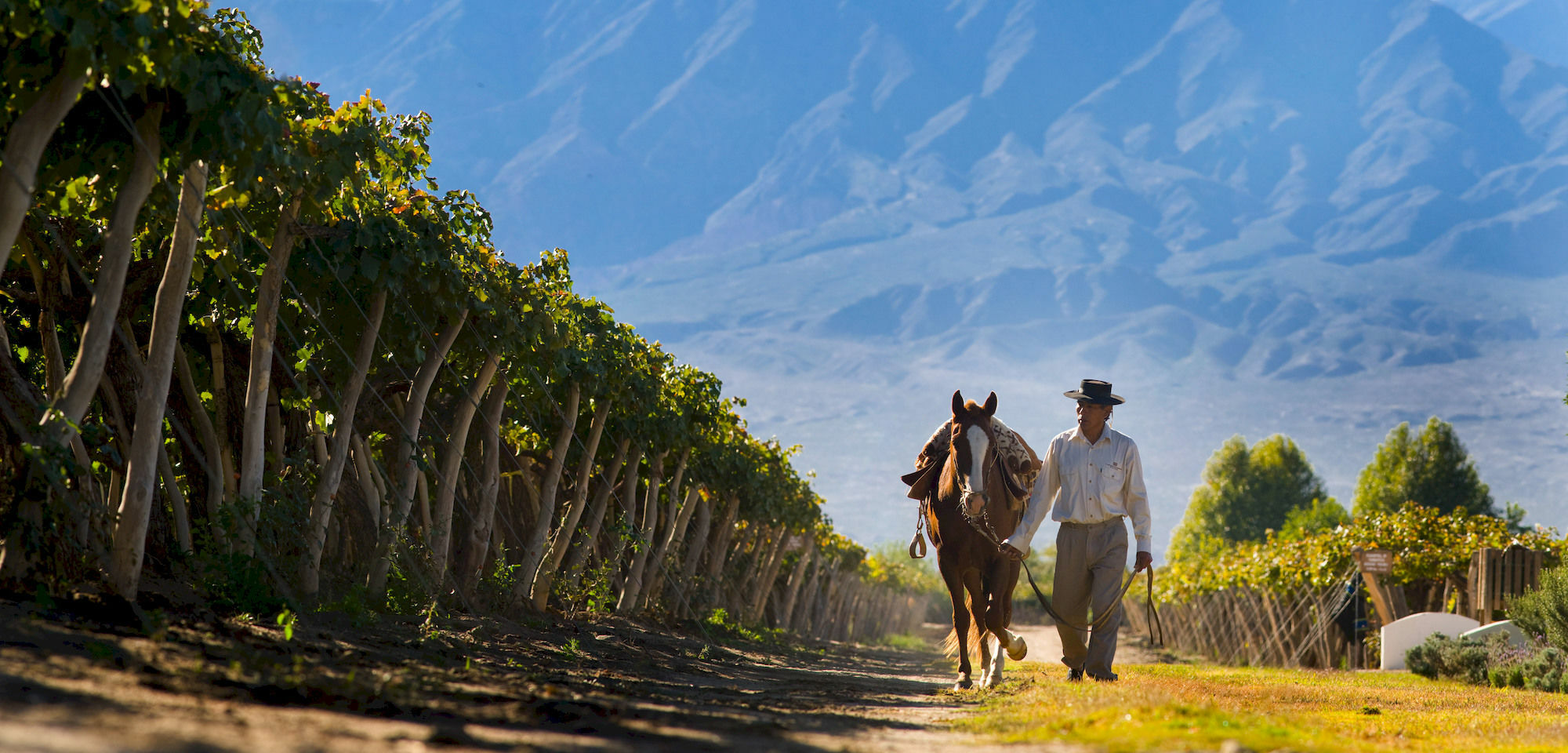 Grace Cafayate Hotel Exterior foto Vineyards in Salta